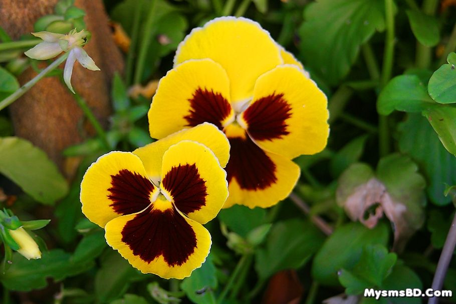 ফুল পরিচিতি - প্যান্সি (Viola tricolor hortensis)