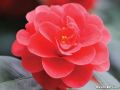 ফুল পরিচিতি - ক্যামেলিয়া (Camellia japonica)
