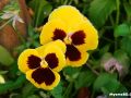 ফুল পরিচিতি - প্যান্সি (Viola tricolor hortensis)